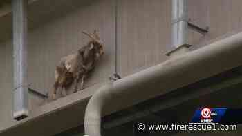 Mo. firefighters are called to rescue goat trapped on bridge