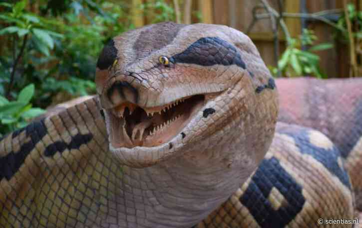 Resten van een gigantische slang ontdekt in India
