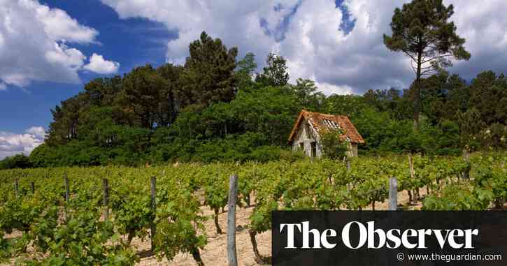 Talking francly: discover red wines made with the ‘other’ cabernet