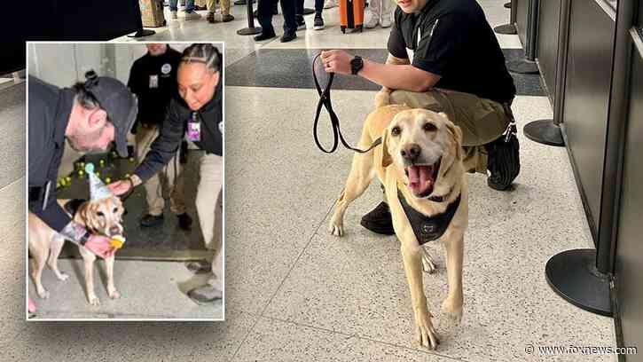 TSA screening dog 'Messi' retires from duty after surprise last 'hit'