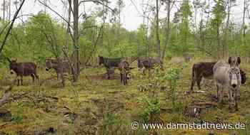 Waldbeweidung – Esel wieder im Griesheimer Stadtwald aktiv