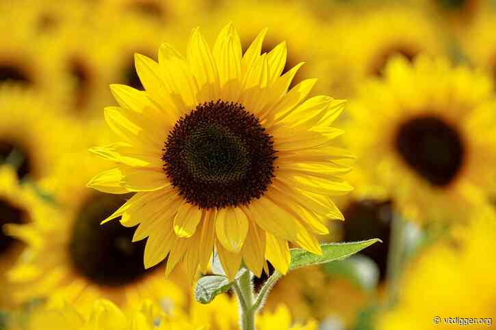 Marshfield couple in 3rd year of spreading sunflower seeds for Ukraine