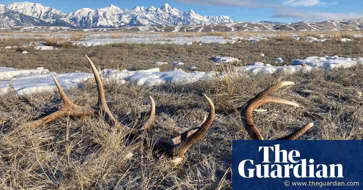 $18k in stolen antlers: poaching on the rise in Wyoming as collectors ‘cheat the system’