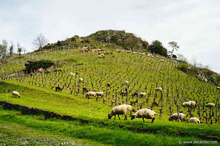 Domaine Belargus: Les Treilles, exceptional single-vineyard Chenin