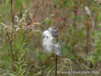 Buy a native plant, support Friends of the Wood County Parks