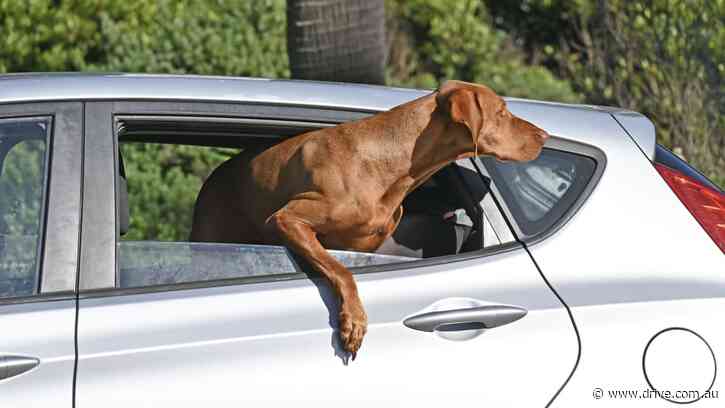 Can a car get towed with a dog in it?