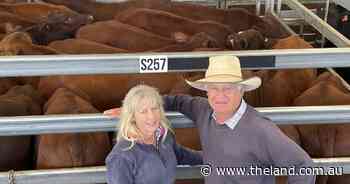 Inverell weaners sell to firm to better trend as rains deliver