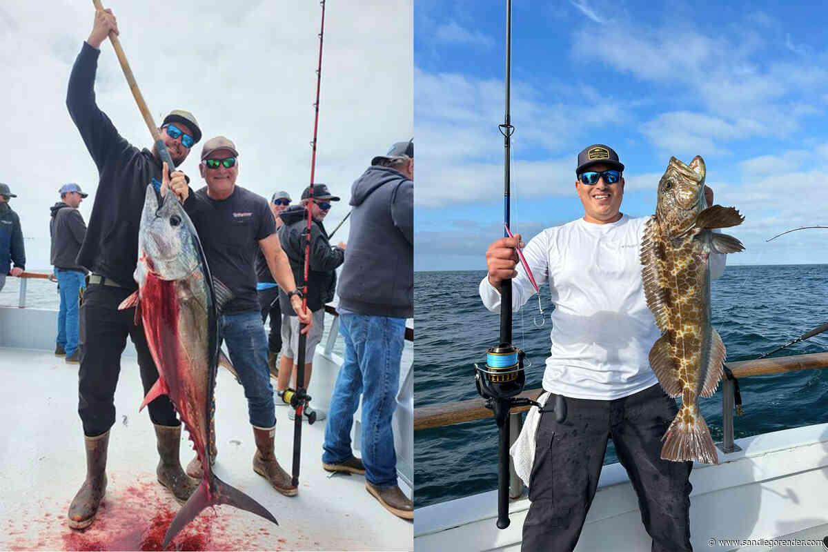 Bluefin are Back! – Dolphin Scores on San Diego Bay Halibut, and Corvina Too
