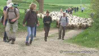 800 schapen zorgen voor zaadoverdracht tussen natuurgebieden