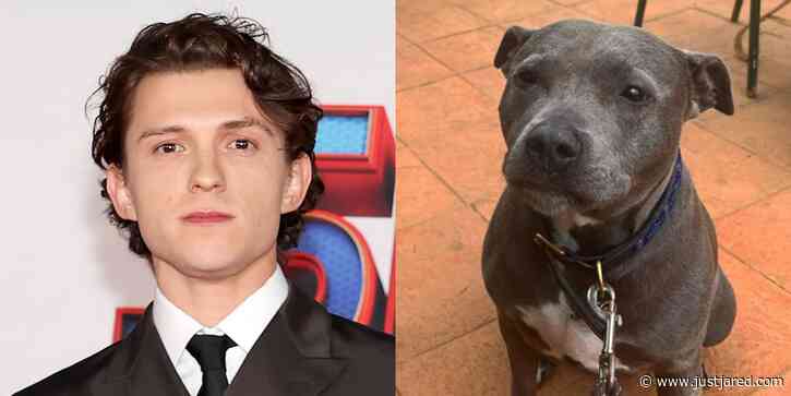 Tom Holland Remembers Late Dog Tessa Following Death Last Month