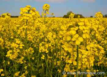 Optical sensors could provide early warning of beetle infestation in OSR