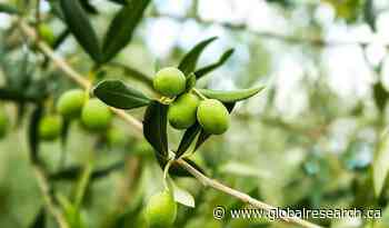 New Research on Olive Leaf Extract and Cancer