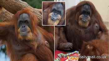 Orangu-NAN! World's oldest orangutan celebrates her 63rd birthday - making her the same age as Barack Obama, Eddie Murphy, and Jennifer Coolidge