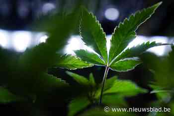 Maasmechelaar krijgt 30 maanden cel voor 8.000 cannabisstekken in huurwoning