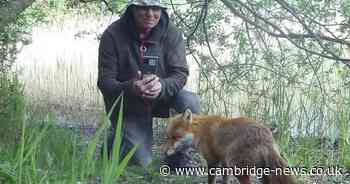 Man's heart-warming bond with young fox he nursed back to health