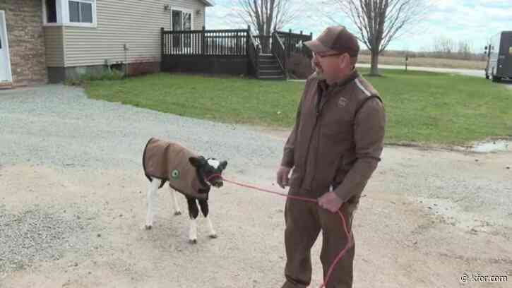'Special delivery': UPS driver delivers calf at Wisconsin farm