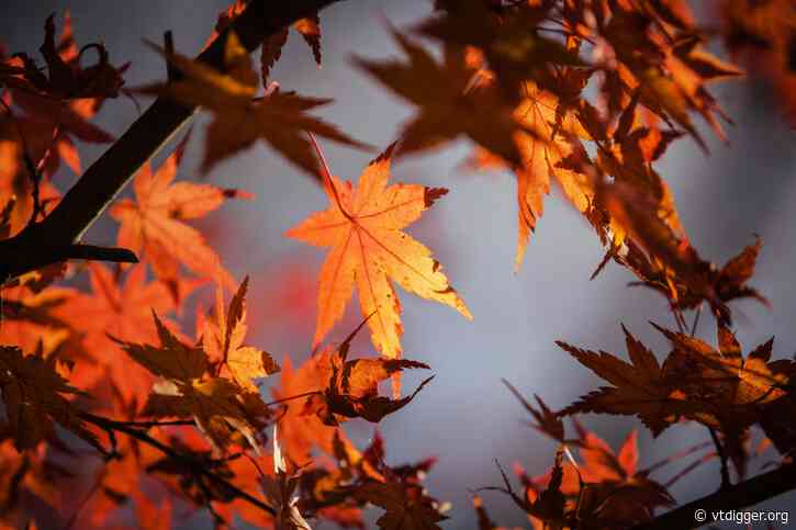 Tree planting divides Charlotte; 3 officials resign from volunteer board