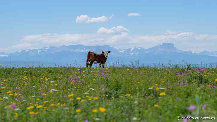 Deal to protect ranch from development means family can keep raising cattle there