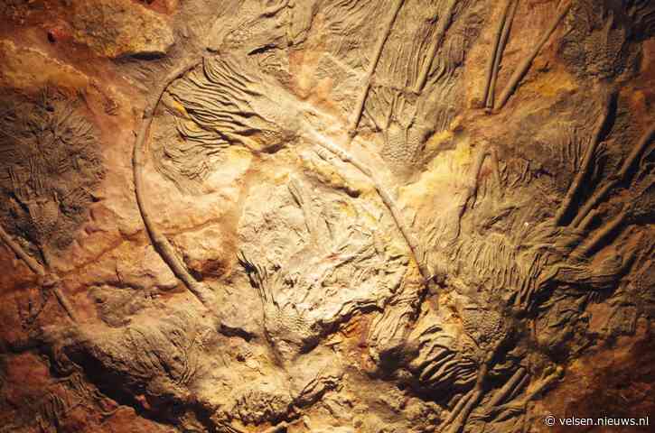 Pieter Vermeulen Museum krijgt fossiele zeelelies van tussen de 350 en 440 miljoen jaar oud