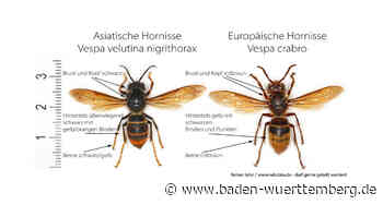 Asiatische Hornisse breitet sich weiter aus