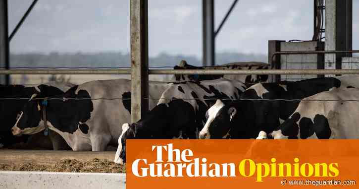 If Australia has reached ‘peak milk’, what does that mean for our food security? | Gabrielle Chan
