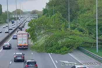 Boom valt op E40 in Affligem: file vanaf Aalst