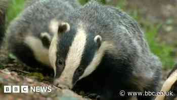 Call for fences along badger 'death trap' road