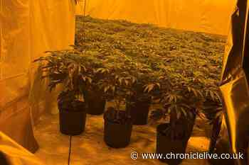 Man admits to growing 650 cannabis plants with street value of £437,000 in former Northumberland social club