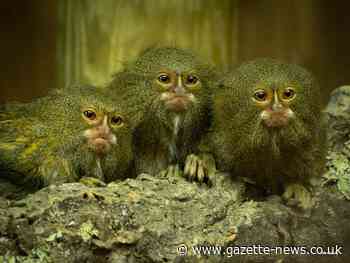 Colchester Zoo welcomes four eastern pygmy marmosets to site