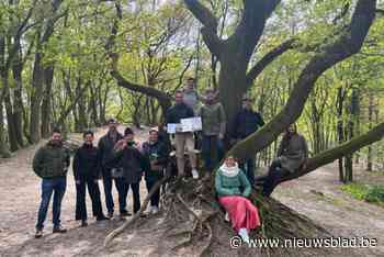 Eeuwenoude eikenstoven op Konijnenberg zijn Erfgoedboom van het Jaar: “Ze maken deel uit van Konijnenberg”