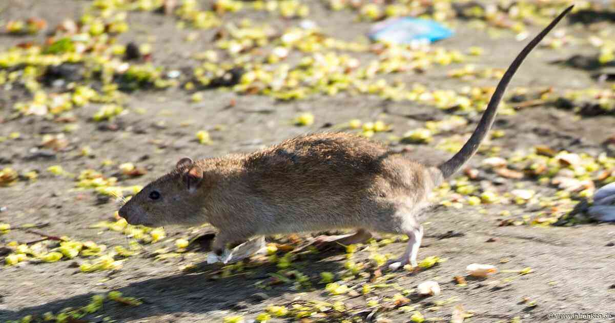 Stadt Bayreuth bittet um Mitarbeit bei Bekämpfung von Ratten