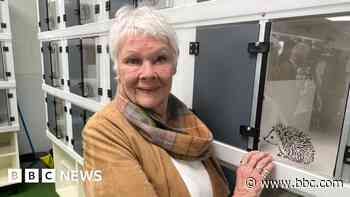 Dame Judi Dench opens updated wildlife hospital