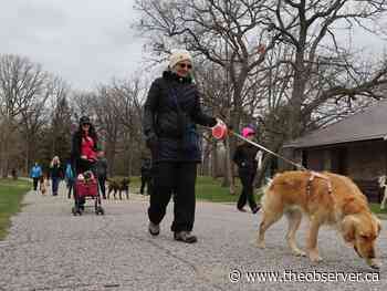 Good dogs learn to get along with group walks in Sarnia park