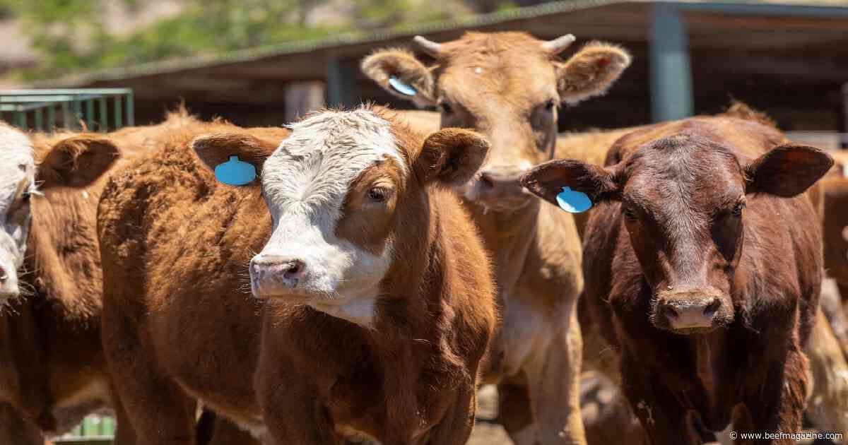 Fewer cattle but more in feedlots