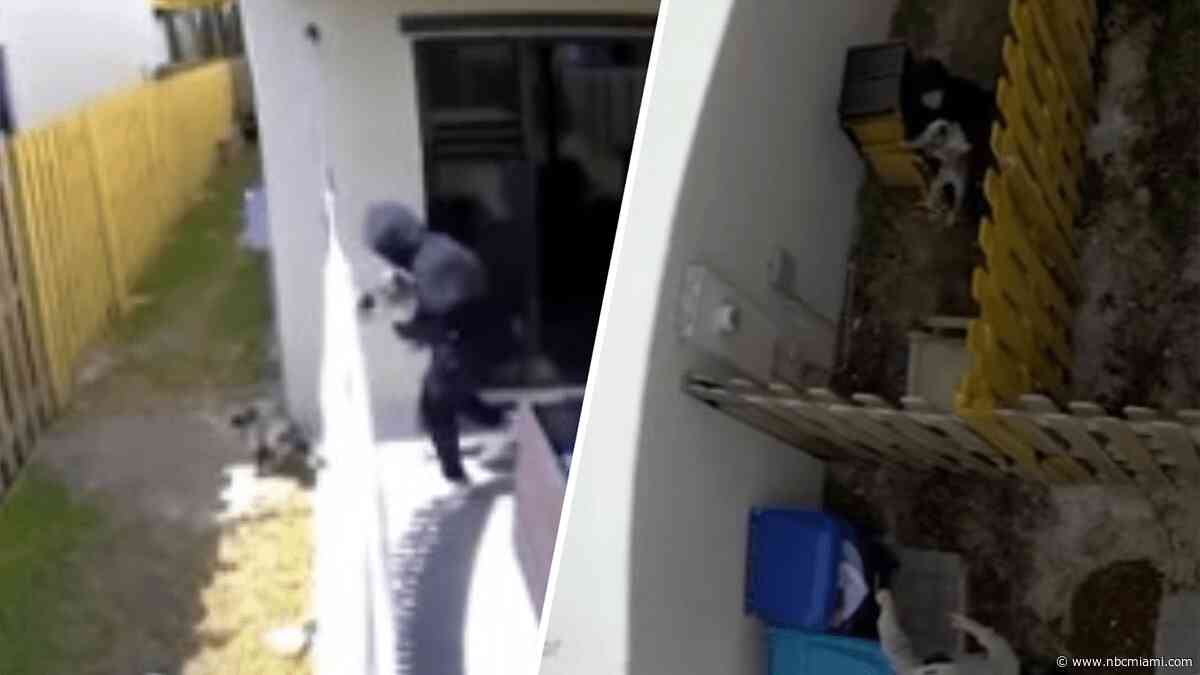 Woman arrested after attempting to poison dogs, days before stealing them from Miami-Dade home