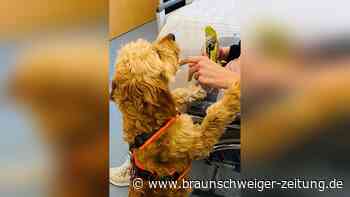 Fast wie Paw Patrol: Warum eine Harzer Klinik einen Hund ausbildet