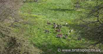 Deer return to National Trust park for first time in years after cull