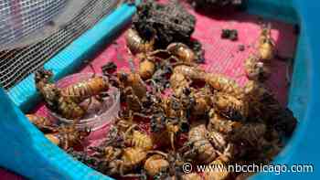 Are cicadas already emerging? Images, videos show large sightings in Chicago area