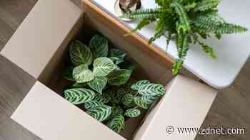 The best plant subscription boxes of 2024