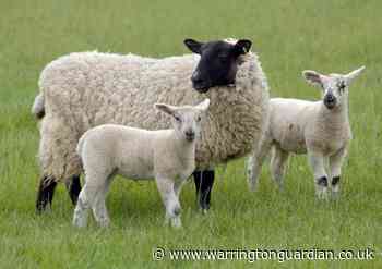 Dog shot by farmer after baby lambs attacked and killed in Cheshire