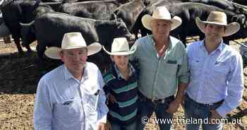 Singleton averages 321c/kg for 2368 weaner cattle