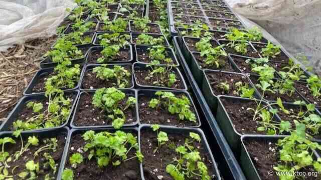 Garden Talk: Transplanting starts and seeding potatoes