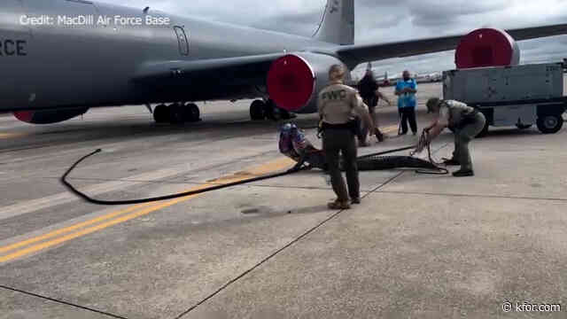 Massive alligator blocks plane at Air Force base in Florida, fights with wildlife officers