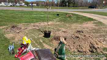East Hartford plants dozens of cherry blossom trees for Earth Day