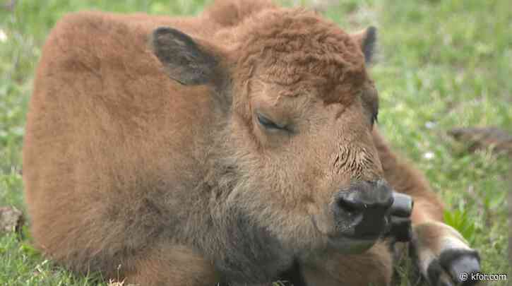 Earth Day and signs of spring '24 arrive at the Pawnee Bill Ranch