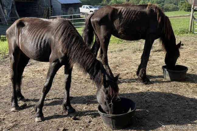 Owner of Friesian horse facility ordered to pay care costs for seized animals