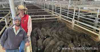 A grand young cattle sell-off at Carcoar