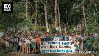 Native forest logging cleared to go ahead next to Derby's world-famous mountain-biking trails