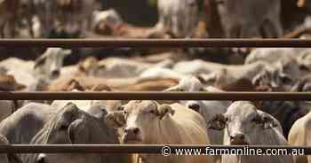 NT chief vet reportedly blames gut disease for 150 cattle deaths