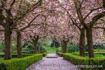 Cherry Blossom festival at Bradford museum this Sunday